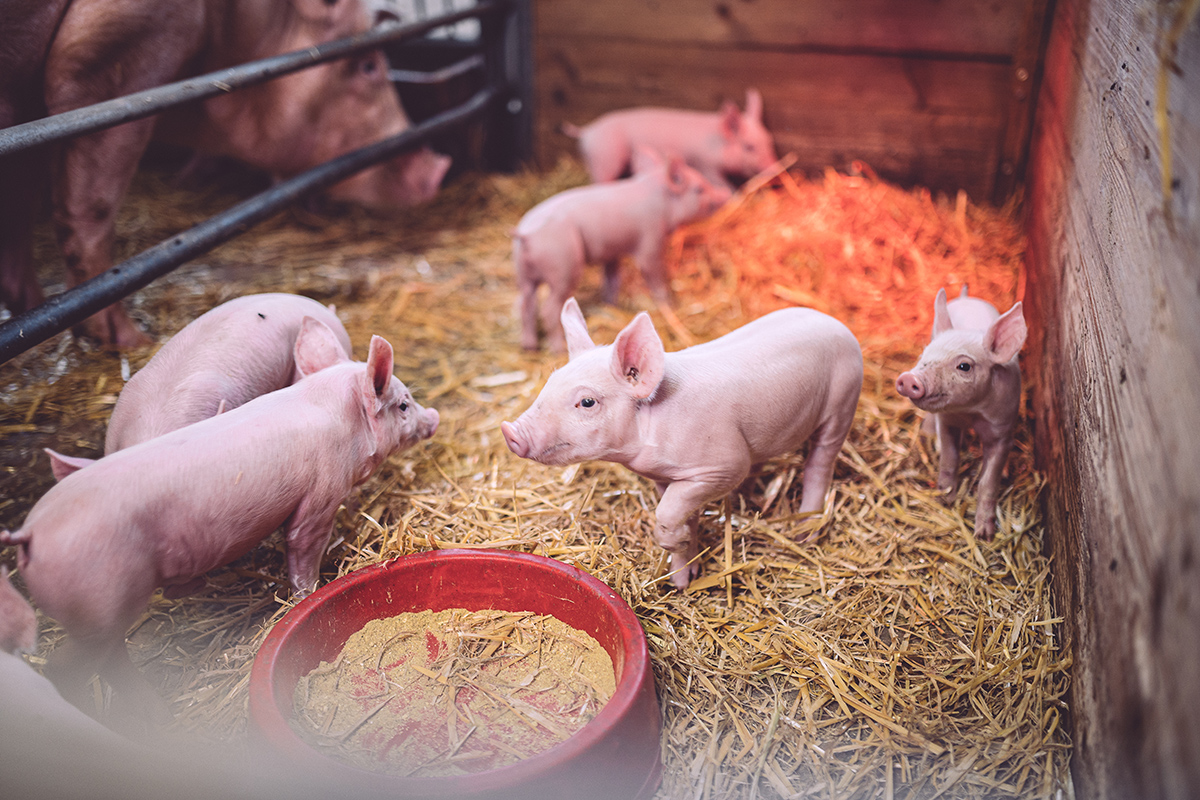 Ferkel im Stall Hof Karle