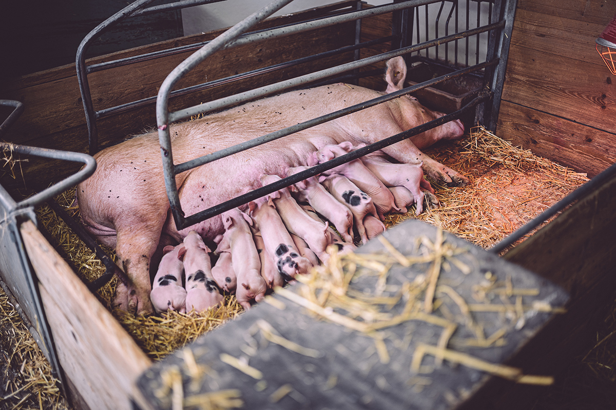 Ferkel beim Säugen Hof Karle