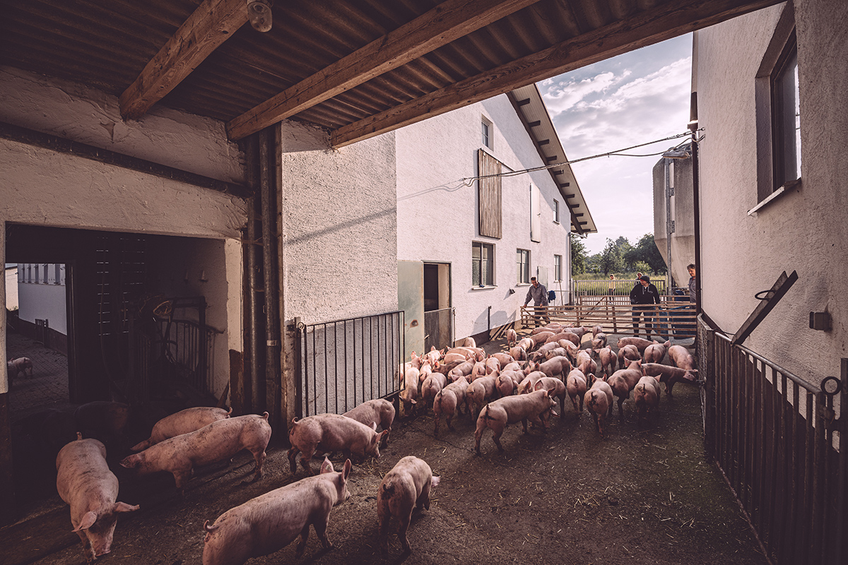 Hof Karle Ferkelverladung